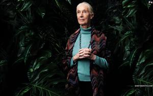 Jane Goodall - Top primatologist known for wildlife research project